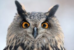 MANDATORY CREDIT: PHOTO BY SLAVEK RUTA/REX/SHUTTERSTOCK (10055453B)
THE EURASIAN EAGLE OWL EYES AT A RESCUE BIRD STATION IN OLOMOUC IN THE CZECH REPUBLIC. IT IS ONE OF THE LARGEST SPECIES OF OWL.
RESCUE BIRD STATION, OLOMOUC, CZECH REPUBLIC - 12 JAN 2019